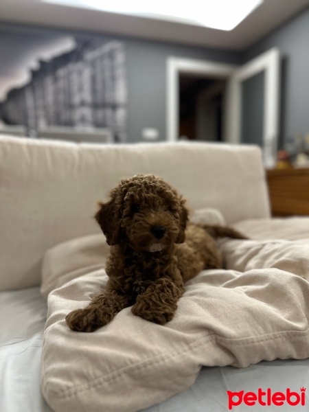 Poodle(Standart Kaniş), Köpek  Brownie fotoğrafı