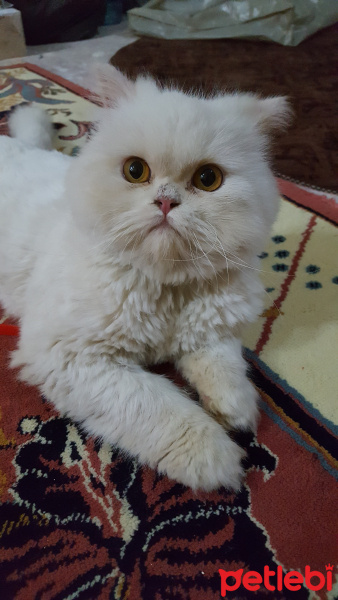 Chinchilla, Kedi  Yato fotoğrafı
