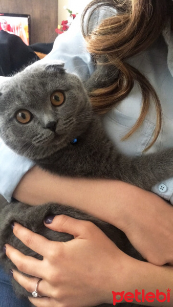 Scottish Fold, Kedi  Gölge fotoğrafı