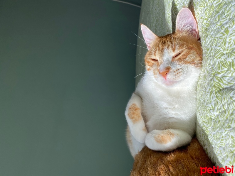 Sarman, Kedi  Badem fotoğrafı