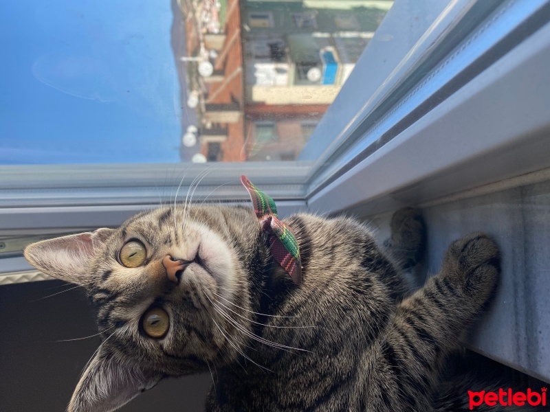 Tekir Kedi, Kedi  Pekmez fotoğrafı