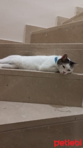 Tekir Kedi, Kedi  Paşa fotoğrafı