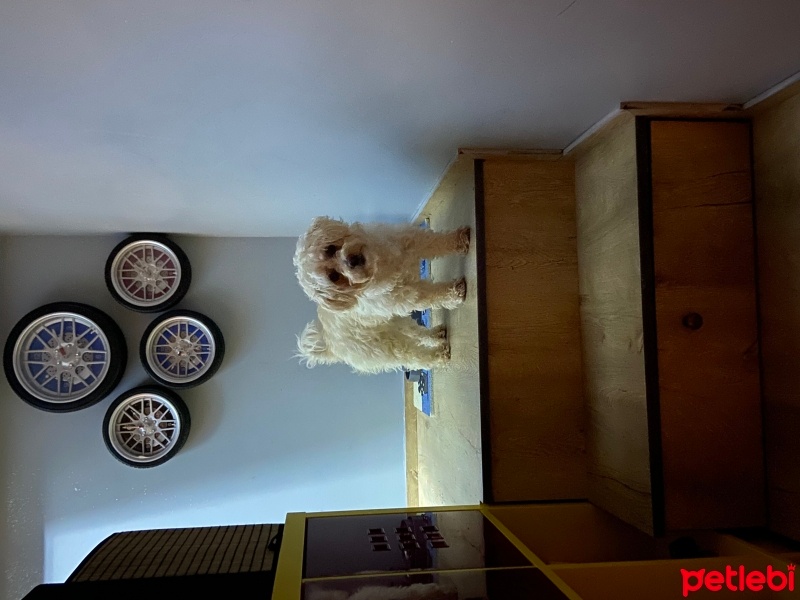 Maltese, Köpek  Lima fotoğrafı