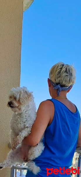 Maltese, Köpek  Lima fotoğrafı