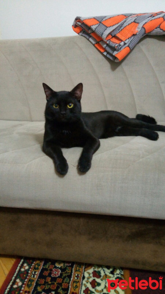 Bombay, Kedi  Zeytin fotoğrafı