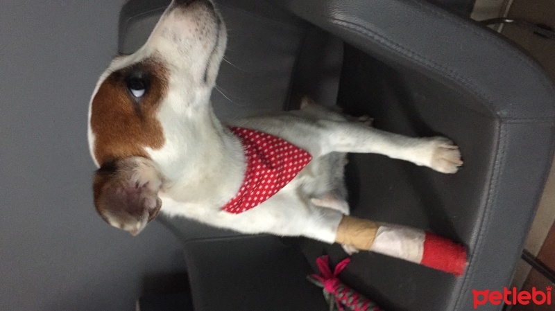 Jack Russell Terrier, Köpek  isim koyulmadı fotoğrafı