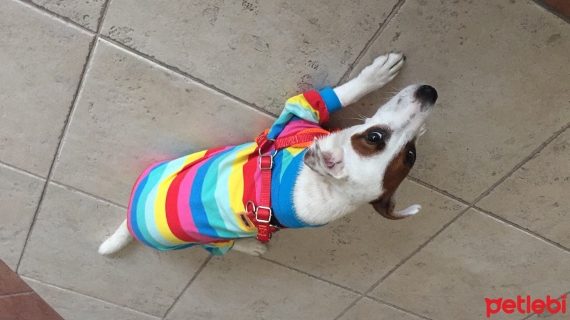 Jack Russell Terrier, Köpek  isim koyulmadı fotoğrafı
