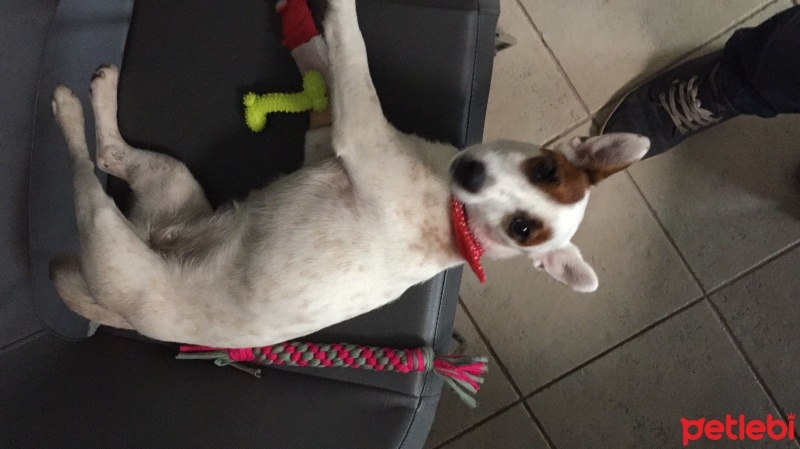 Jack Russell Terrier, Köpek  isim koyulmadı fotoğrafı