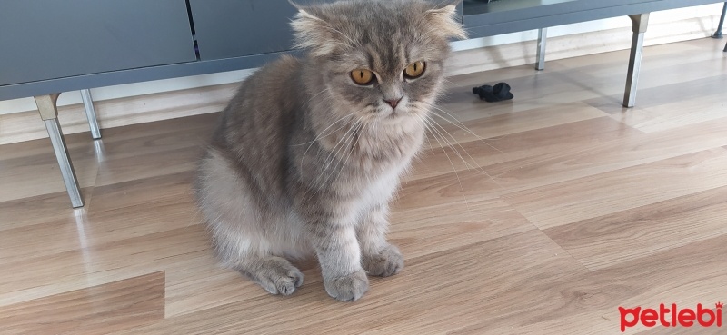 British Shorthair, Kedi  Ballı fotoğrafı