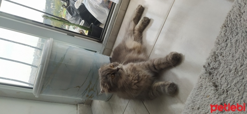 British Shorthair, Kedi  Ballı fotoğrafı