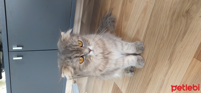 British Shorthair, Kedi  Ballı fotoğrafı