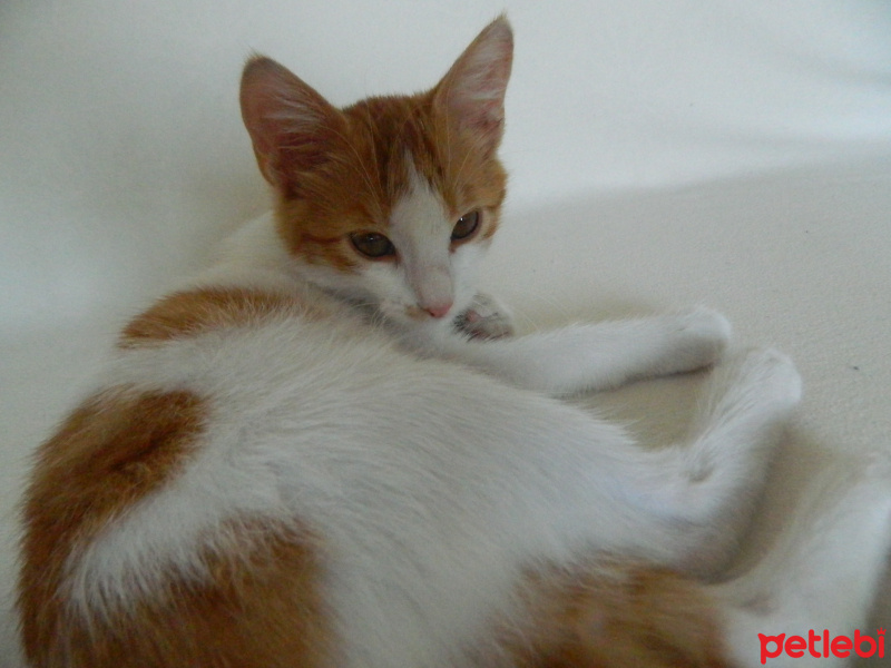 Tekir Kedi, Kedi  Arif fotoğrafı