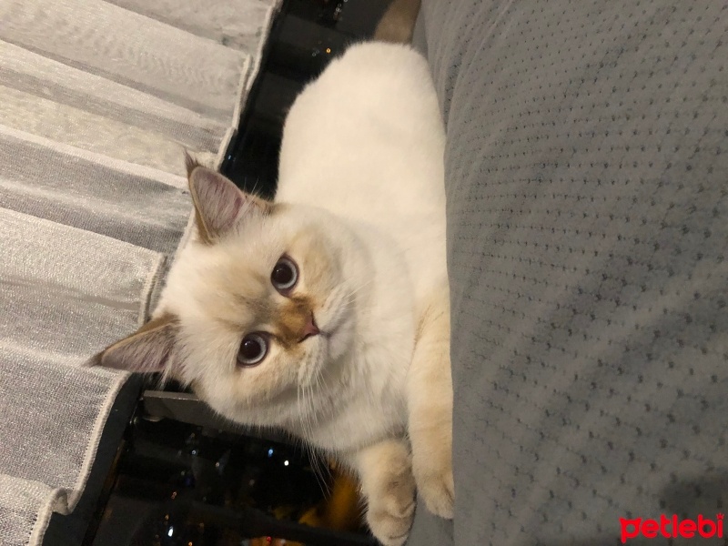 British Shorthair, Kedi  Boncuk fotoğrafı