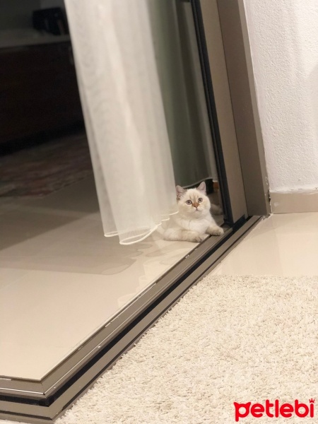 British Shorthair, Kedi  Boncuk fotoğrafı