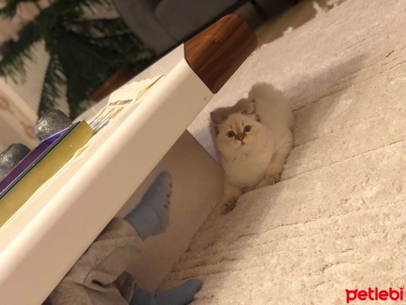 British Shorthair, Kedi  Boncuk fotoğrafı