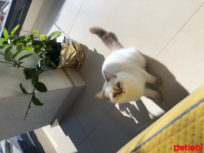 British Shorthair, Kedi  Boncuk fotoğrafı