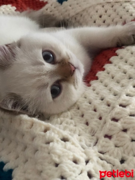 British Shorthair, Kedi  Boncuk fotoğrafı