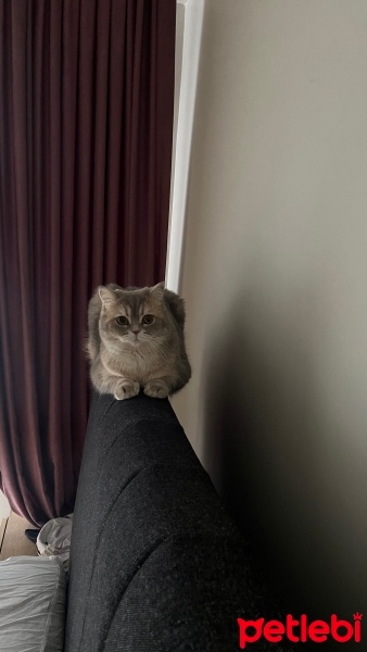British Shorthair, Kedi  Duman fotoğrafı