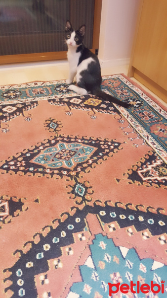 Tekir Kedi, Kedi  Zilli fotoğrafı