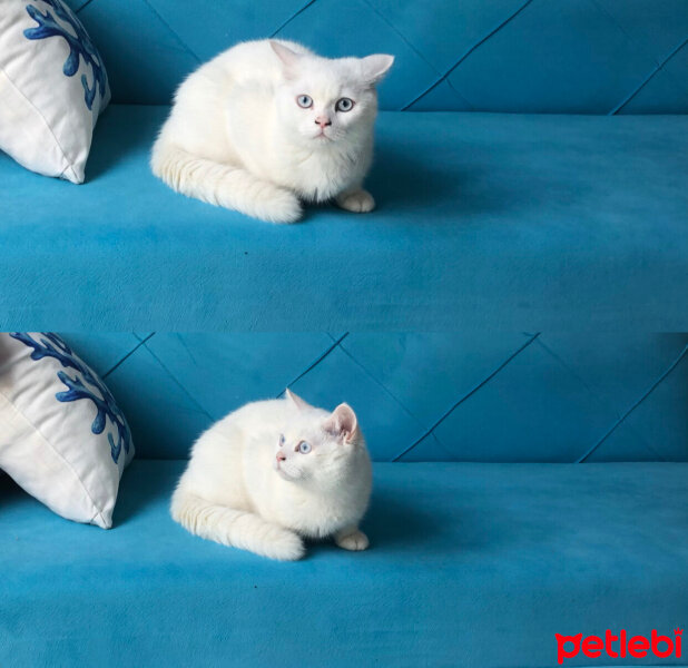 British Longhair, Kedi  Ücretsiz british longhair fotoğrafı