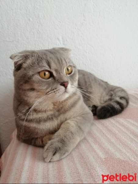 Scottish Fold, Kedi  Tosun fotoğrafı