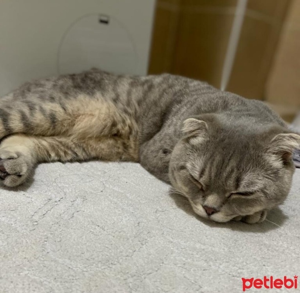 Scottish Fold, Kedi  Tosun fotoğrafı