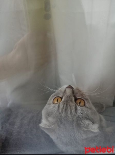 Scottish Fold, Kedi  Tosun fotoğrafı