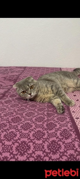 Scottish Fold, Kedi  Tosun fotoğrafı