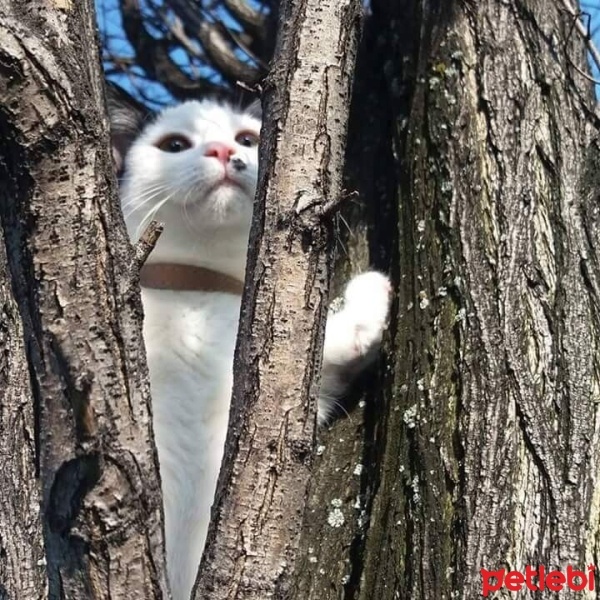 Tekir Kedi, Kedi  PAMUK fotoğrafı
