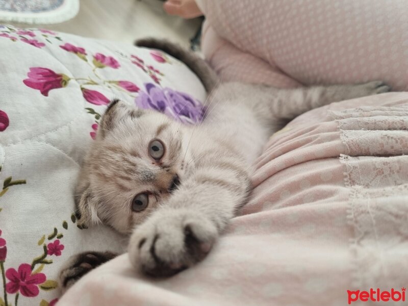 Scottish Fold, Kedi  SİSİ fotoğrafı