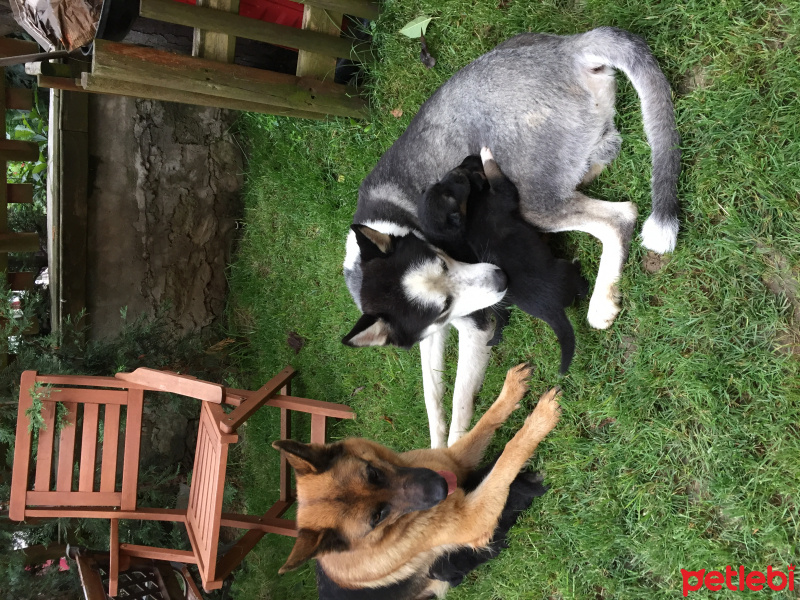 Alman Çoban Köpeği, Köpek   Lord&gizmo fotoğrafı