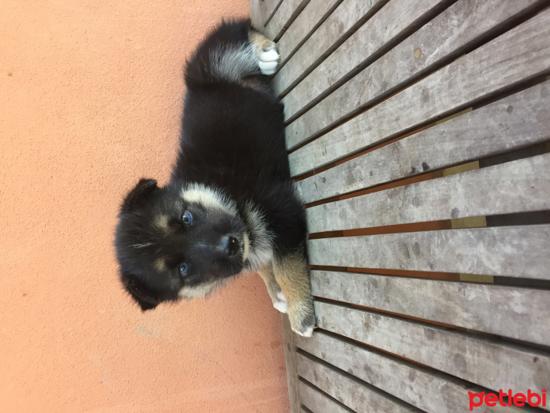 Alman Çoban Köpeği, Köpek   Lord&gizmo fotoğrafı