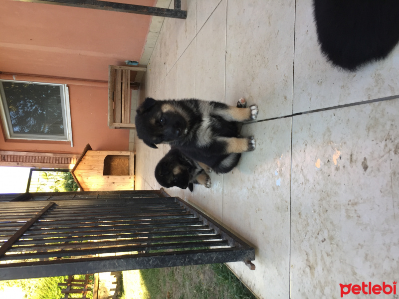 Alman Çoban Köpeği, Köpek   Lord&gizmo fotoğrafı
