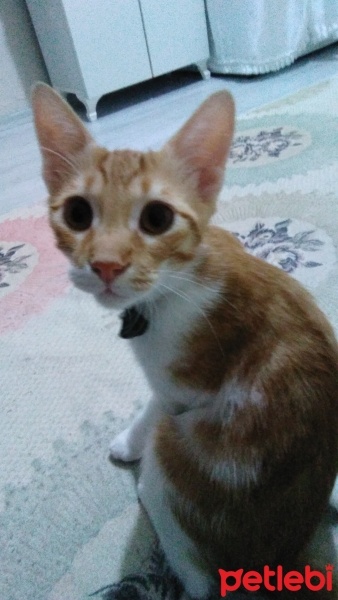 Tekir Kedi, Kedi  Balım fotoğrafı