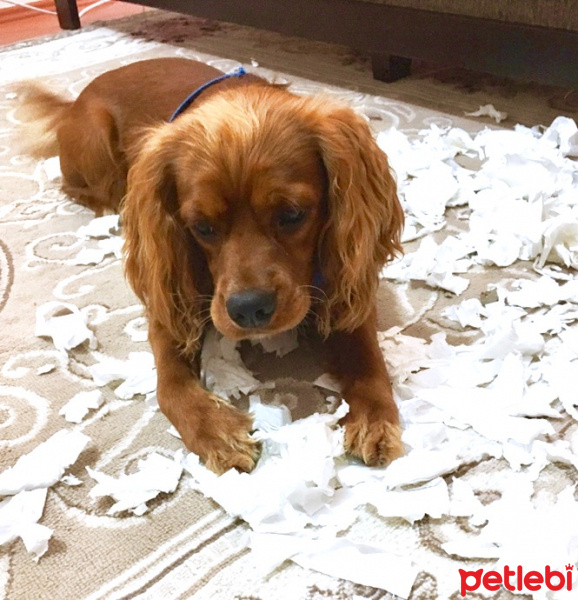 İngiliz Cocker Spaniel, Köpek  Toffy fotoğrafı