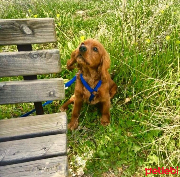 İngiliz Cocker Spaniel, Köpek  Toffy fotoğrafı