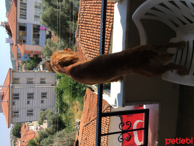 İngiliz Cocker Spaniel, Köpek  Toffy fotoğrafı