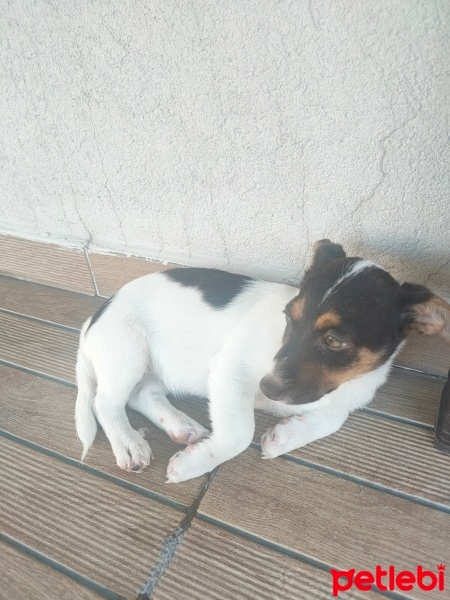 Jack Russell Terrier, Köpek  Tilly fotoğrafı