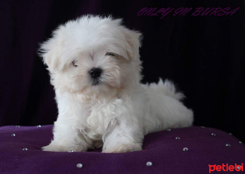 Maltese, Köpek  Yankı  fotoğrafı