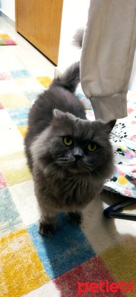 British Shorthair, Kedi  Sosis fotoğrafı