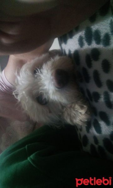 Maltese, Köpek  çapkın fotoğrafı