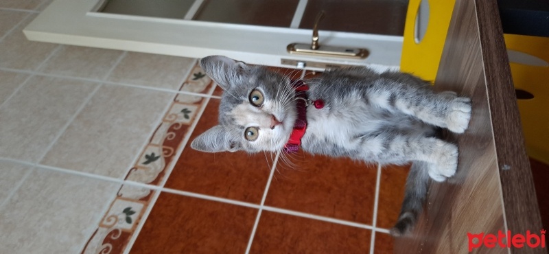Tekir Kedi, Kedi  Şila fotoğrafı