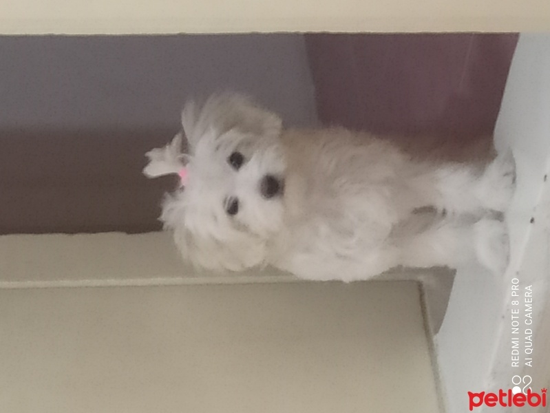 Maltese, Köpek  Maltese terier fotoğrafı