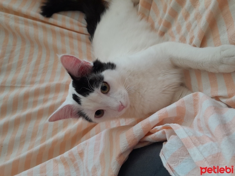 Tekir Kedi, Kedi  Bulut fotoğrafı