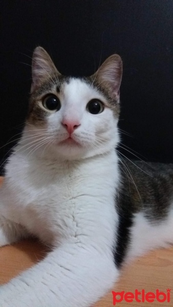 Tekir Kedi, Kedi  Felix fotoğrafı
