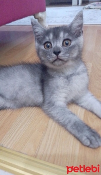 Scottish Fold, Kedi  Gölge fotoğrafı