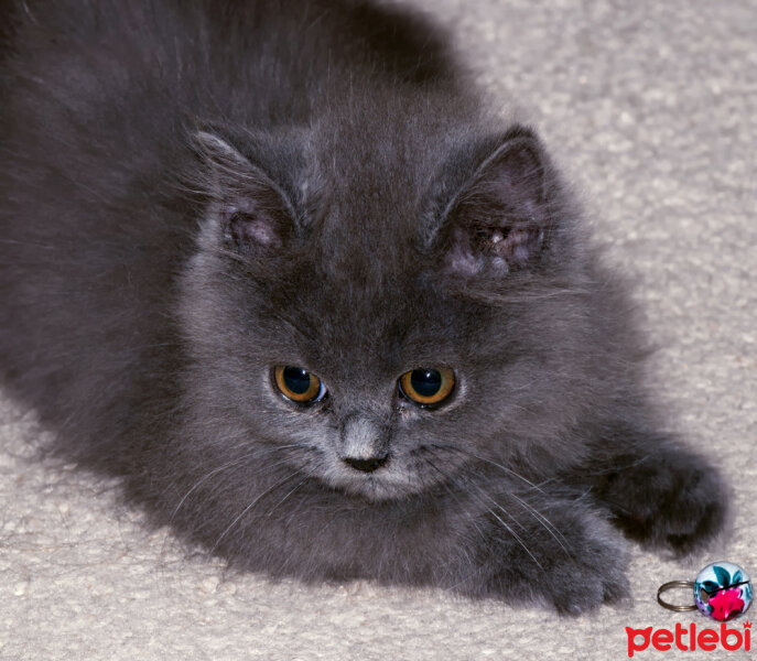 Chinchilla, Kedi  toprak fotoğrafı