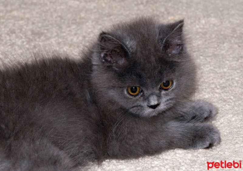 Chinchilla, Kedi  toprak fotoğrafı