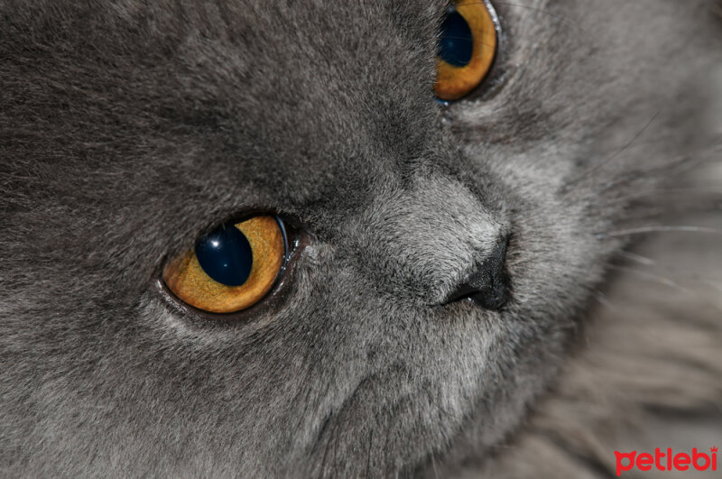 Chinchilla, Kedi  toprak fotoğrafı