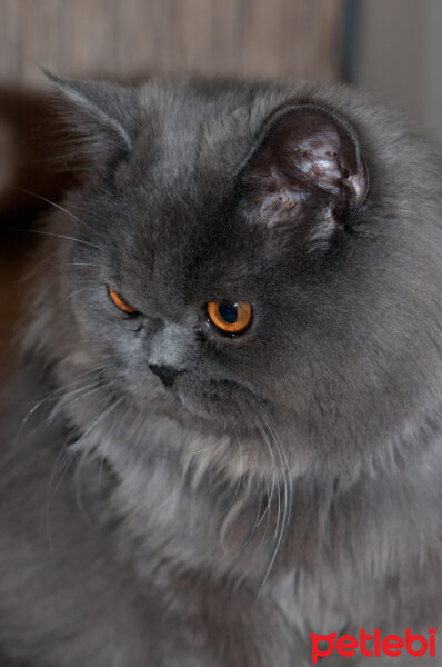 Chinchilla, Kedi  toprak fotoğrafı